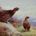 Red Grouse on the Moor